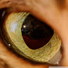 EyeOT User