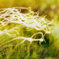 Stipa Ekoloji logo
