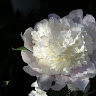 June Smith