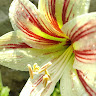 Sneha Reginald User