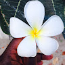mayane ndoumbé mbow