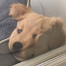 savannah User