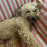 Francesco 8