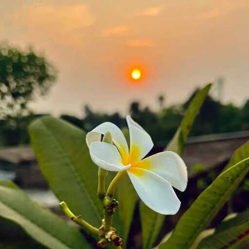 Md Jahangir Alam