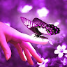 Anie irshad