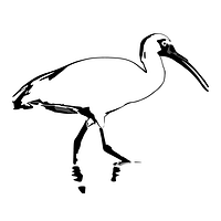 Ibis logo