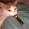 koalnicw User