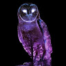 Owl User