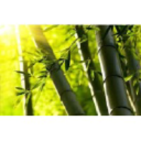 The Bamboo Move  logo