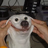 gri kedi2