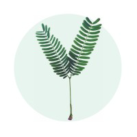 Prosopis inc logo