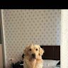 Kolluri Vlogs