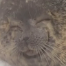 Chonky Seals