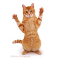 Gingercats Creative logo